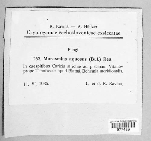 Gymnopus aquosus image